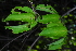  ( - OM4179)  @11 [ ] CreativeCommons - Attribution Non-Commercial Share-Alike (2013) Olivier Maurin University of Johannesburg, African Centre for DNA Barcoding (ACDB)