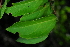  ( - OM4179)  @11 [ ] CreativeCommons - Attribution Non-Commercial Share-Alike (2013) Olivier Maurin University of Johannesburg, African Centre for DNA Barcoding (ACDB)