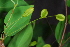  ( - OM4179)  @11 [ ] CreativeCommons - Attribution Non-Commercial Share-Alike (2013) Olivier Maurin University of Johannesburg, African Centre for DNA Barcoding (ACDB)