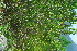  ( - OM4182)  @11 [ ] CreativeCommons - Attribution Non-Commercial Share-Alike (2013) Olivier Maurin University of Johannesburg, African Centre for DNA Barcoding (ACDB)