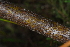  ( - OM4182)  @11 [ ] CreativeCommons - Attribution Non-Commercial Share-Alike (2013) Olivier Maurin University of Johannesburg, African Centre for DNA Barcoding (ACDB)