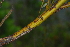  ( - OM4182)  @11 [ ] CreativeCommons - Attribution Non-Commercial Share-Alike (2013) Olivier Maurin University of Johannesburg, African Centre for DNA Barcoding (ACDB)