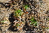  (Haworthia limifolia - OM4186)  @11 [ ] CreativeCommons - Attribution Non-Commercial Share-Alike (2013) Olivier Maurin University of Johannesburg, African Centre for DNA Barcoding (ACDB)