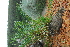  ( - OM4191)  @11 [ ] CreativeCommons - Attribution Non-Commercial Share-Alike (2013) Olivier Maurin University of Johannesburg, African Centre for DNA Barcoding (ACDB)