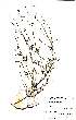  (Oldenlandia herbacea - OM0504)  @11 [ ] Unspecified (default): All Rights Reserved  Unspecified Unspecified