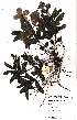  (Cycnium adonense - OM0522)  @11 [ ] Unspecified (default): All Rights Reserved  Unspecified Unspecified