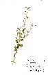  ( - OM0634)  @11 [ ] No Rights Reserved  Unspecified Unspecified