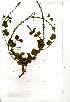  (Chascanum hederaceum - OM0714)  @11 [ ] No Rights Reserved  Unspecified Unspecified