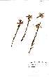  (Striga elegans - OM_MvdB1)  @11 [ ] No Rights Reserved  Unspecified Unspecified