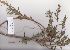  (Otholobium - AMM4327)  @11 [ ] No Rights Reserved  Unspecified Unspecified