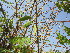  (Biancaea - PPRI-0002)  @11 [ ] No Rights Reserved  Unspecified Unspecified