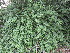  (Jasminum nudiflorum - PPRI-0029)  @11 [ ] No Rights Reserved  Unspecified Unspecified