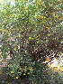  (Jasminum humile - PPRI-0032)  @11 [ ] No Rights Reserved  Unspecified Unspecified
