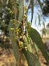  (Eucalyptus camaldulensis - PPRI-0045)  @11 [ ] No Rights Reserved  Unspecified Unspecified