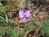  (Verbena tenuisecta - PPRI-0052)  @11 [ ] No Rights Reserved  Unspecified Unspecified
