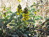  ( - PPRI-0062)  @11 [ ] No Rights Reserved  Unspecified Unspecified