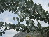  (Acacia podalyrifolia - PPRI-0068)  @14 [ ] No Rights Reserved  Unspecified Unspecified