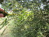  ( - PPRI-0090)  @11 [ ] No Rights Reserved  Unspecified Unspecified