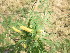  ( - PPRI-0096)  @11 [ ] No Rights Reserved  Unspecified Unspecified
