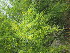  (Parkinsonia aculeata - PPRI-0102)  @11 [ ] No Rights Reserved  Unspecified Unspecified