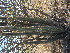  (Echinopsis spachiana - PPRI-0108)  @11 [ ] No Rights Reserved  Unspecified Unspecified