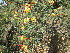  (Erythrostemon gilliesii - PPRI-0117)  @11 [ ] No Rights Reserved  Unspecified Unspecified