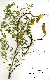  ( - PR934)  @11 [ ] No Rights Reserved  Unspecified Unspecified