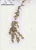  (Pearsonia cajanifolia - AMM6127)  @11 [ ] No Rights Reserved  Unspecified Unspecified