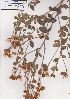  (Podalyria argentea - AMM4193)  @11 [ ] No Rights Reserved  Unspecified Unspecified