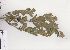  (Podalyria rotundifolia - Stirton13507)  @11 [ ] No Rights Reserved  Unspecified Unspecified