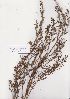  ( - AMM6806)  @11 [ ] No Rights Reserved  Unspecified Unspecified