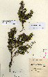  ( - EsterhuysenE.35708)  @11 [ ] No Rights Reserved  Unspecified Unspecified