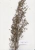  (Psoralea - AMM5935)  @11 [ ] No Rights Reserved  Unspecified Unspecified