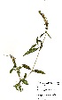  (Justicia flava - RL1172)  @13 [ ] No Rights Reserved  Unspecified Unspecified