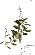  (Hemizygia - RL1209)  @11 [ ] No Rights Reserved  Unspecified Unspecified