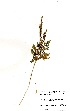  (Anemia simii - RL1231)  @11 [ ] No Rights Reserved  Unspecified Unspecified
