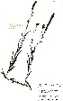  (Buchnera simplex - RL1236)  @11 [ ] No Rights Reserved  Unspecified Unspecified