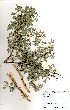  (Acacia senegal subsp leiorhachis - RL1324)  @11 [ ] No Rights Reserved  Unspecified Unspecified