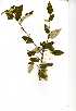  (Croton menyharti - RL1363)  @11 [ ] No Rights Reserved  Unspecified Unspecified