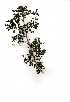 ( - RL1528)  @11 [ ] No Rights Reserved  Unspecified Unspecified