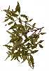  (Rhus leptodictya - RL1645)  @11 [ ] No Rights Reserved  Unspecified Unspecified
