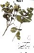  (Neuracanthus africanus - SPB11114)  @11 [ ] No Rights Reserved  Unspecified Unspecified