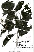  (Ruspolia seticalyx - SPB11116)  @11 [ ] No Rights Reserved  Unspecified Unspecified