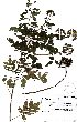  (Heteromorpha arborescens - SPB11135)  @11 [ ] No Rights Reserved  Unspecified Unspecified