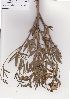  (Sphenostylis - AMM6130)  @11 [ ] No Rights Reserved  Unspecified Unspecified