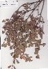  (Stirtonanthus - Stirton13289)  @11 [ ] No Rights Reserved  Unspecified Unspecified