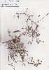  (Tephrosia macropoda - AMM6152)  @11 [ ] No Rights Reserved  Unspecified Unspecified