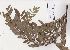  (Virgilia divaricata - Dlodlo123)  @11 [ ] No Rights Reserved  Unspecified Unspecified
