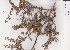  (Papilinoideae - Stirton13307)  @11 [ ] No Rights Reserved  Unspecified Unspecified