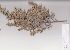  (Podalyria sericea - AMM5384)  @11 [ ] No Rights Reserved  Unspecified Unspecified
